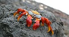 Galapagos Islands
