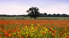 Baldock