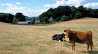 Bovey Tracey