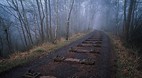 Forest of Dean
