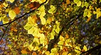 Forest of Dean