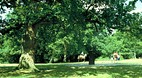 New Forest