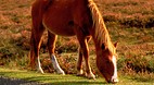 New Forest