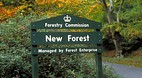 New Forest