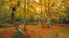 New Forest