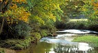 New Forest
