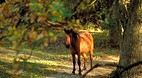 New Forest