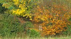 New Forest