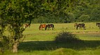 New Forest