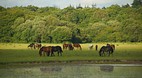 New Forest