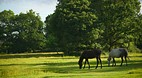 New Forest