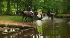 New Forest