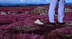 North York Moors