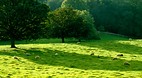 Wooler