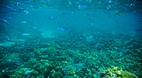 Nanuya Balavu Island