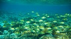 Nanuya Balavu Island