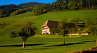 Black Forest (Schwar..
