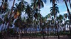 Kapuaiwa Coconut Beach Park