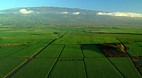 Maui