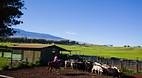 Waimea (Kamuela)