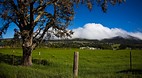 Waimea (Kamuela)