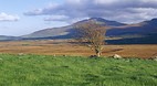 Kerry