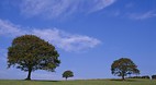 Cavan