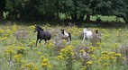 Cavan