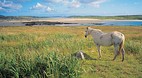 Galway
