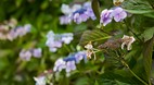 Mount Stewart Garden..