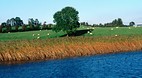Roscommon