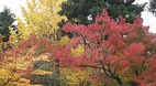 Kyoto