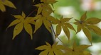 Kyoto