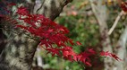 Kyoto
