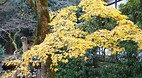 Kyoto