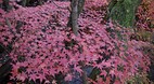 Kyoto