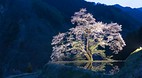 Honshu