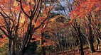 Honshu