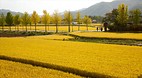 Andong Hahoe Village