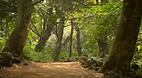 Bijarim Forest