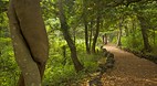 Bijarim Forest