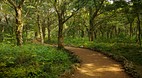 Bijarim Forest