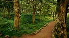 Bijarim Forest
