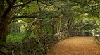Bijarim Forest