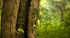 Bijarim Forest