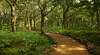 Bijarim Forest