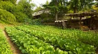 Korean Folk Village