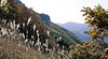 Mt. Biseulsan (Purple Eulalia Growth Area)