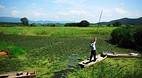 Uponeup Marsh