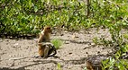 Bako National Park